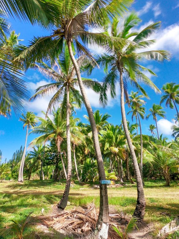 ニューカレドニア・ヌメア「201910 🇳🇨New Caledonia」の写真