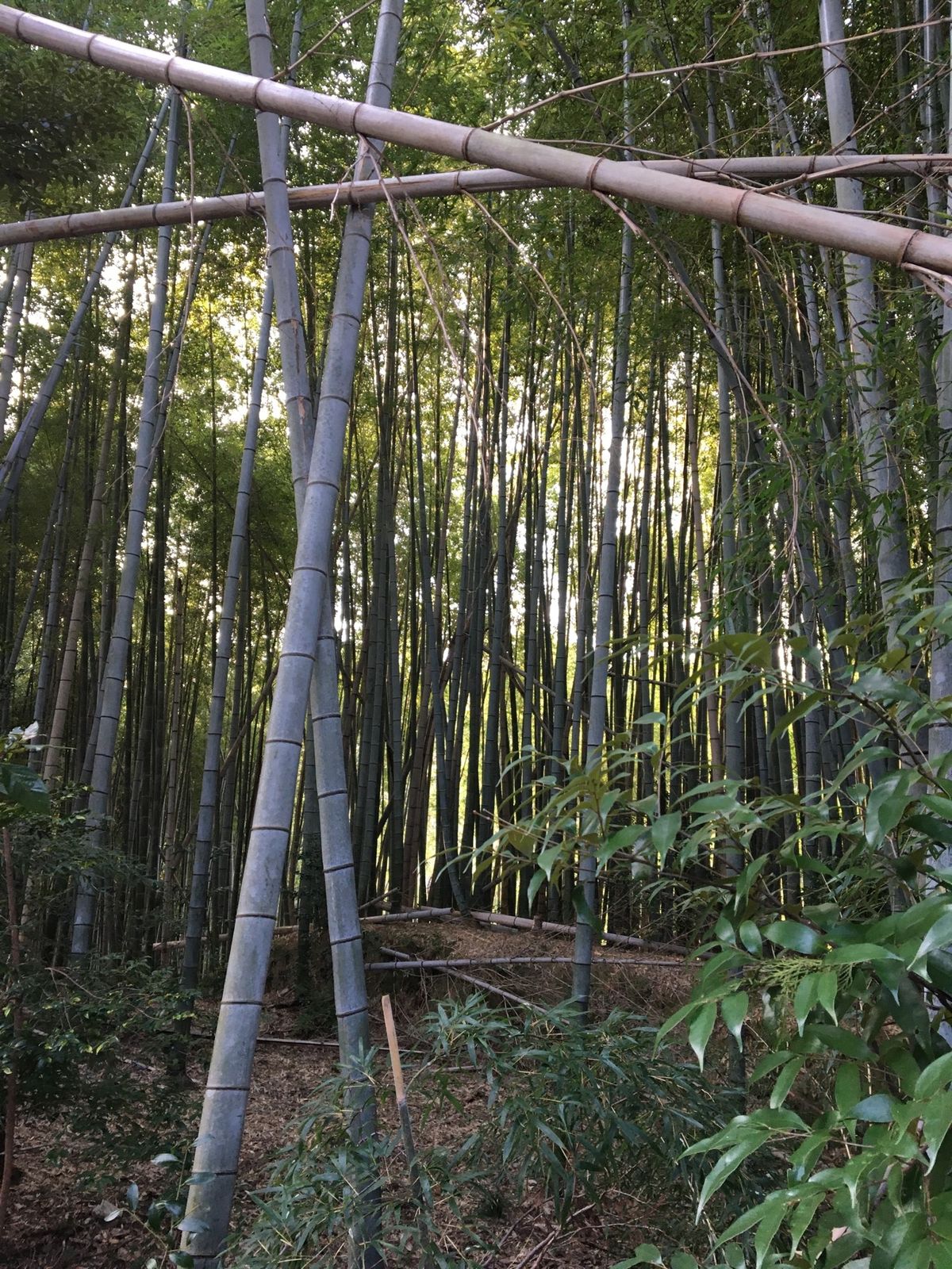 稲荷伏見大社→三十三間堂