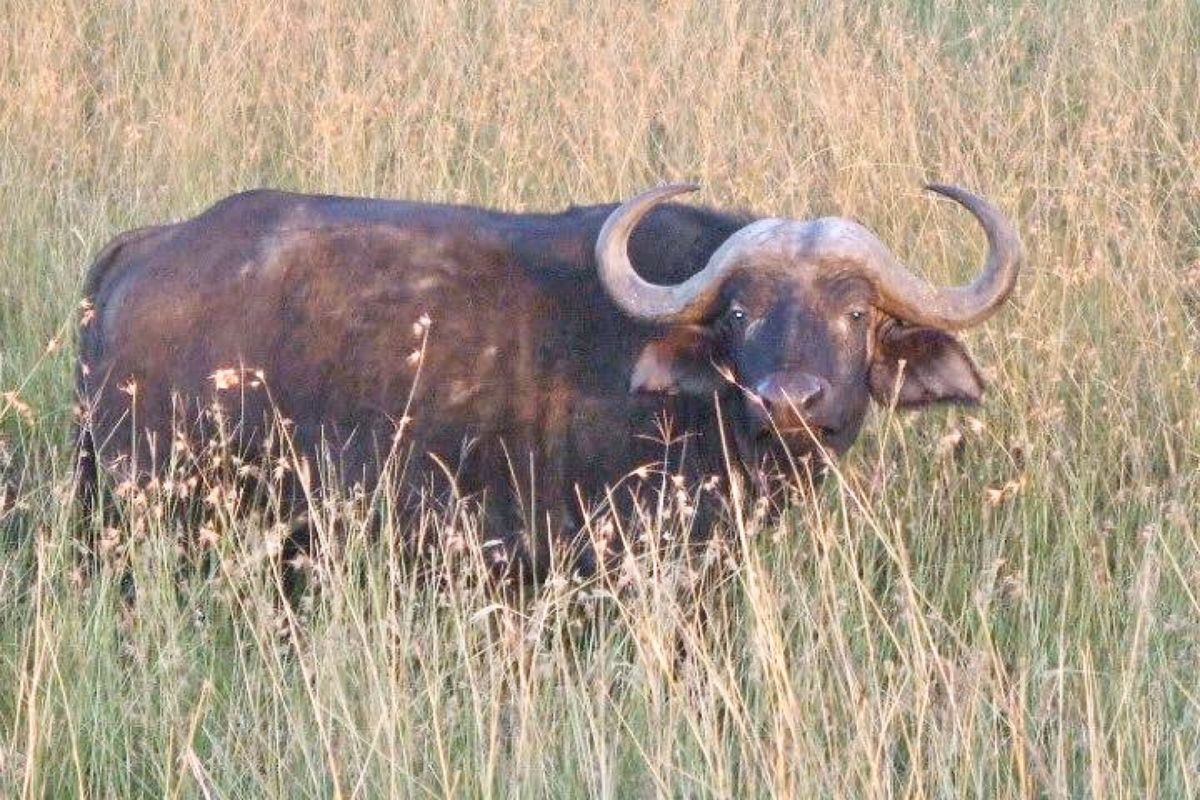 サファリで野生の動物たちに会えた♡