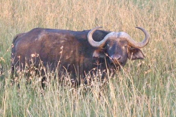 ケニア・アンボセリ国立公園「アフリカ ケニア」の写真：サファリで野生の動物たちに会えた♡
