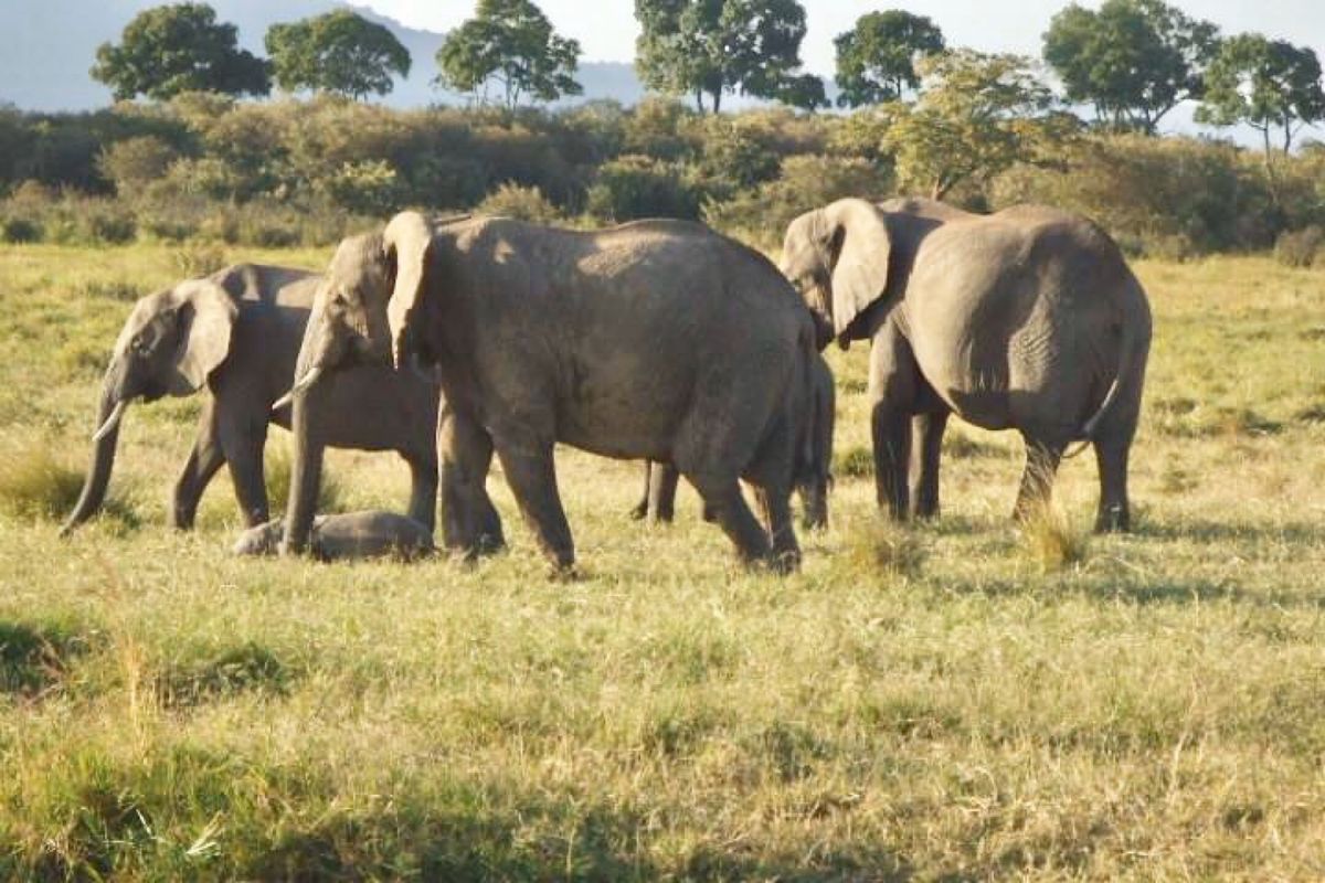 サファリで野生の動物たちに会えた♡