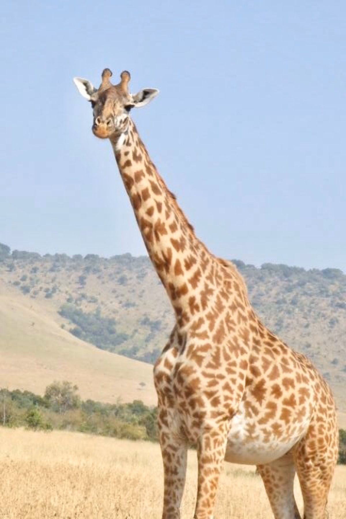 サファリで野生の動物たちに会えた♡