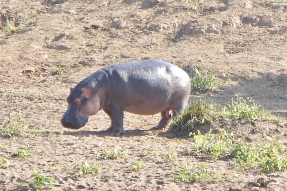 サファリで野生の動物たちに会えた♡
