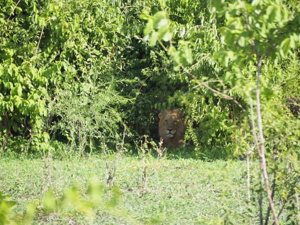 ボツワナ・チョベ国立公園「南部アフリカの旅②」の写真：ゲームドライブにて。