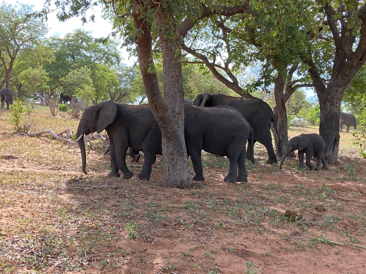 ゲームドライブにて。