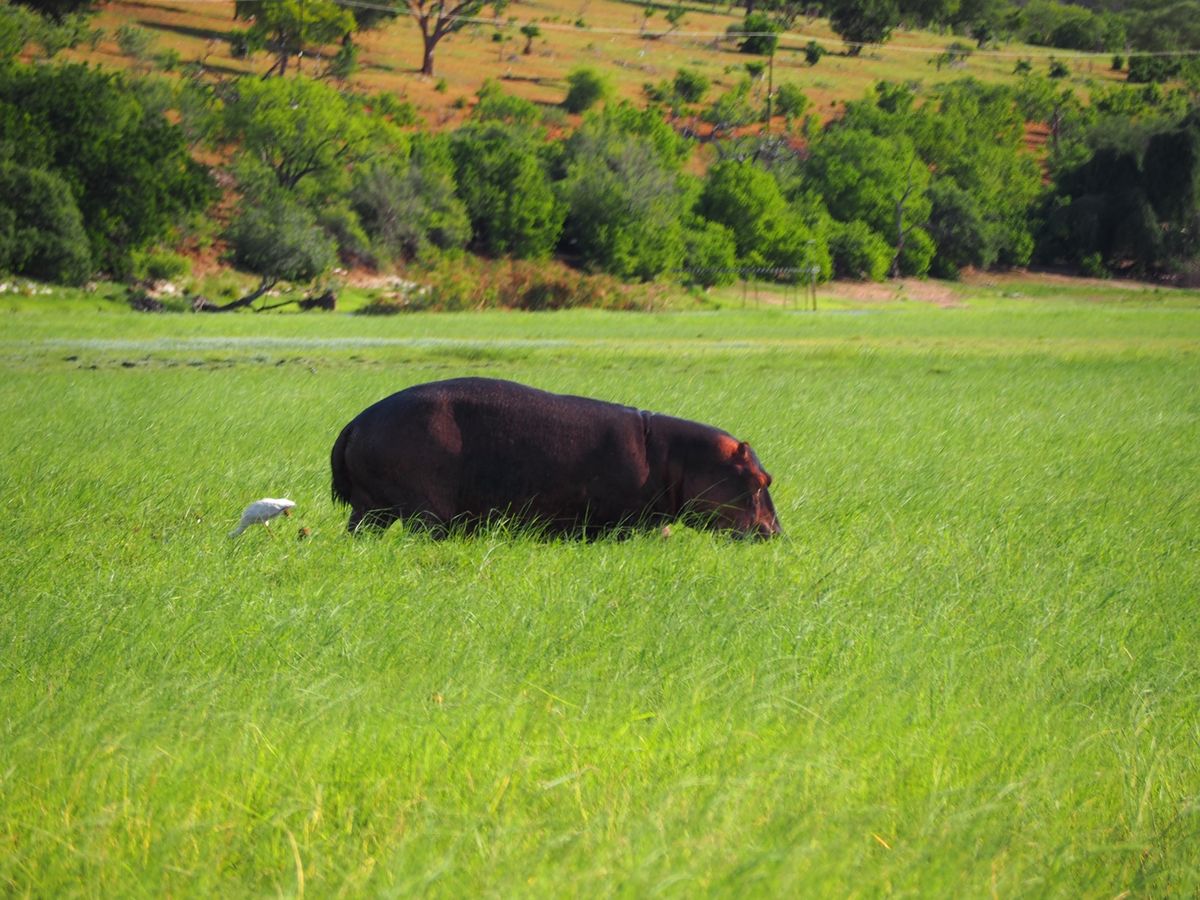 ゲームドライブにて。