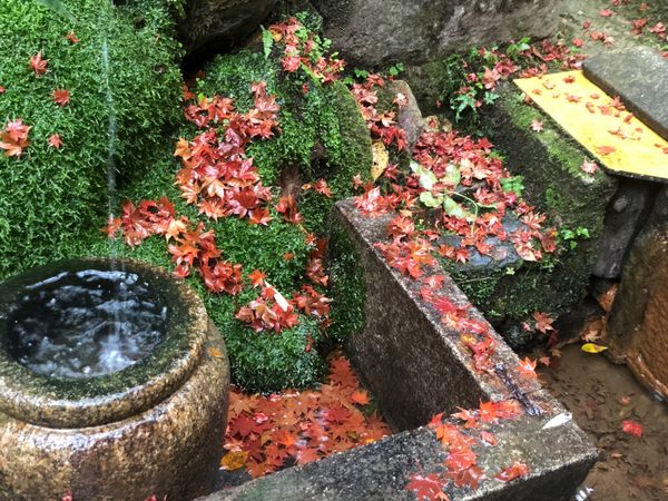 日本「京都旅行」の写真