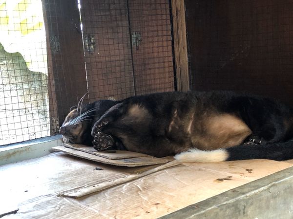 インドネシア「バリ島」の写真：ウブドツアー。
ジャコウネコ睡眠中
ブラ...