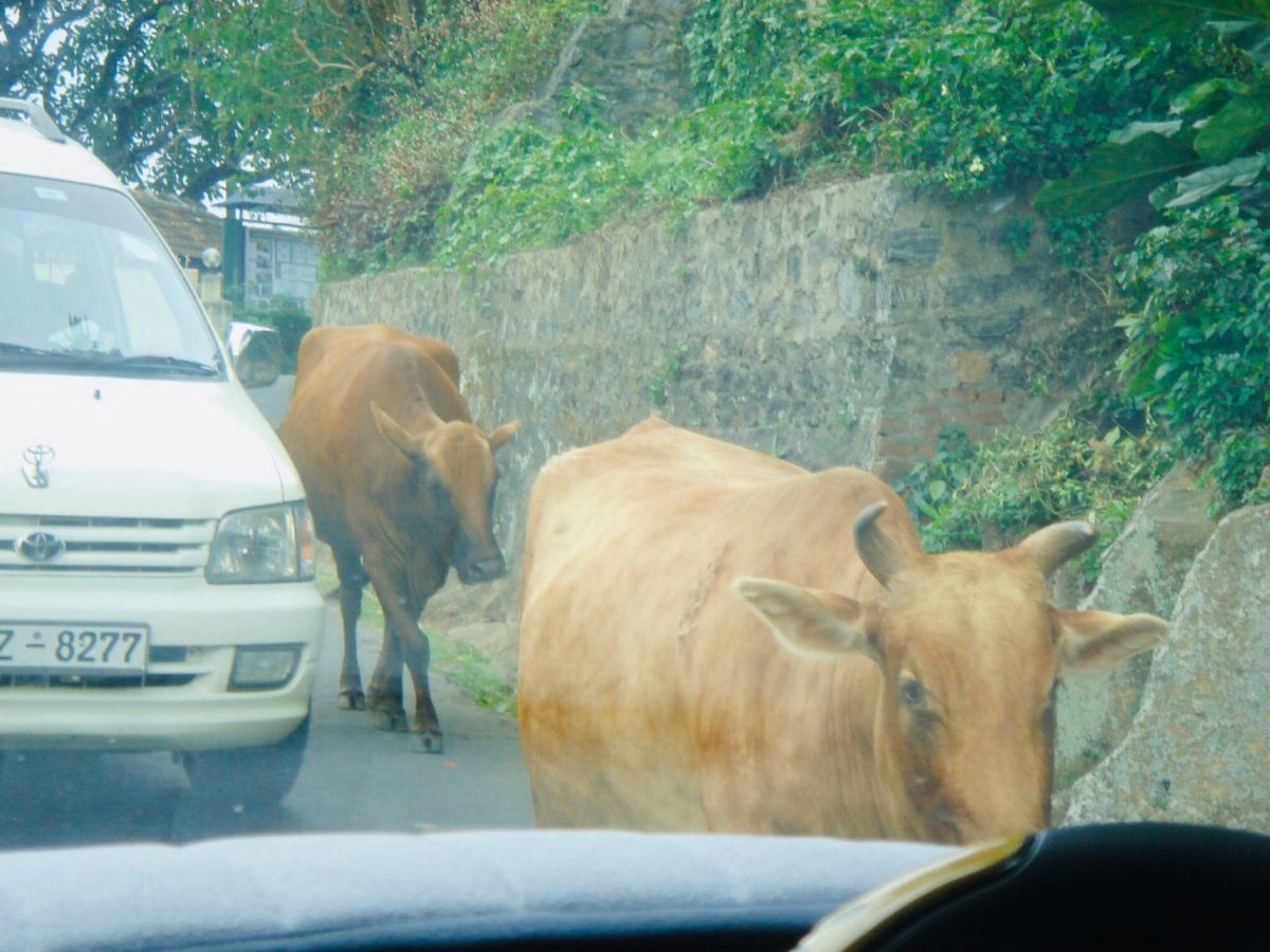 世界遺産シギリヤロック♡