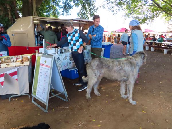 南アフリカ・ケープタウン「ペンギン調査に参加！」の写真：サンデーマーケットは本当にワンコ天国！
...