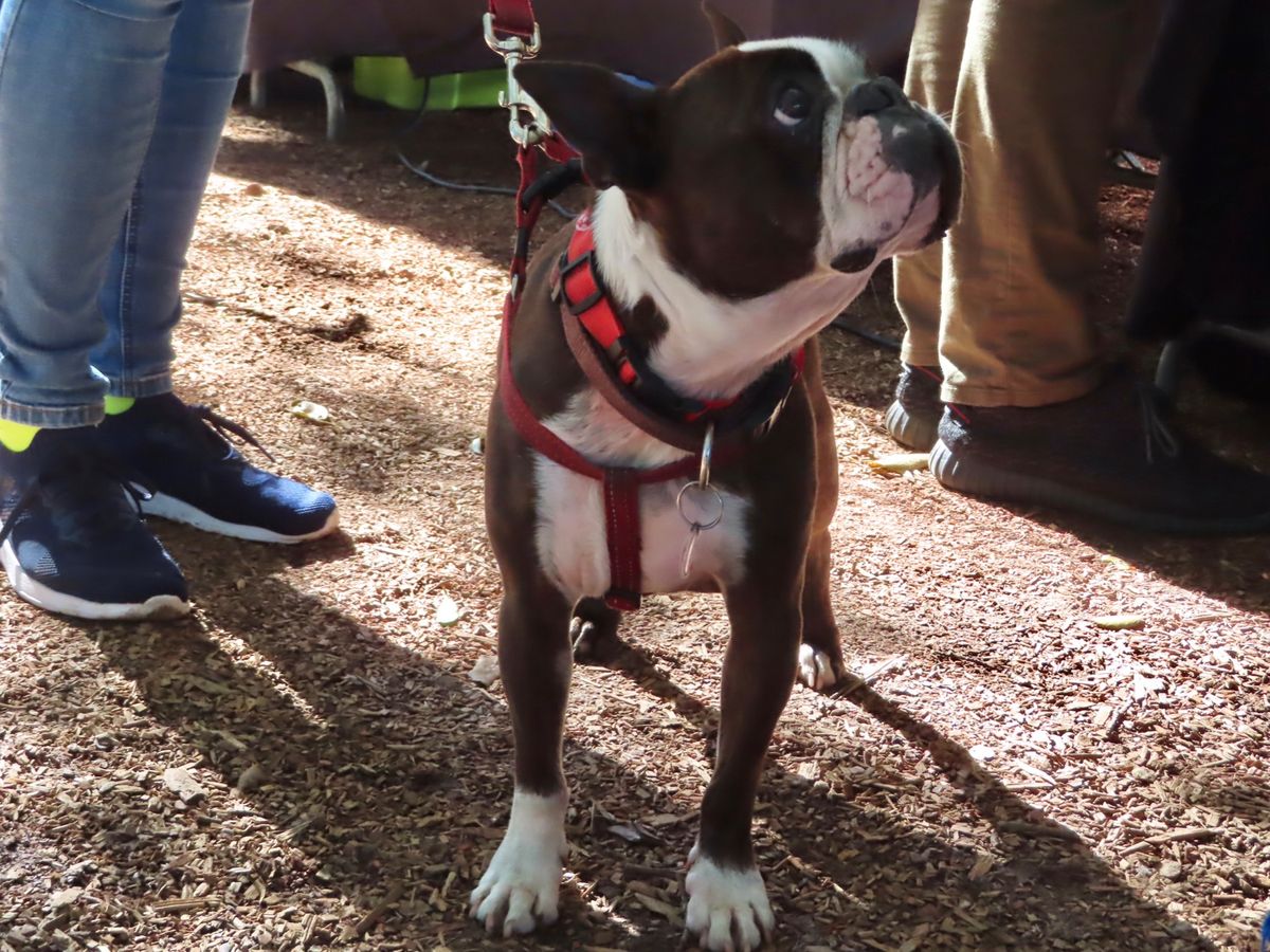サンデーマーケットは本当にワンコ天国！
南アフリカの人たちは小型犬飼ってる...