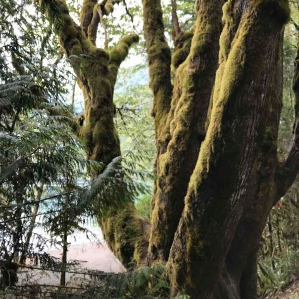 アメリカ(米国)・シアトル　「シアトルの旅2」の写真