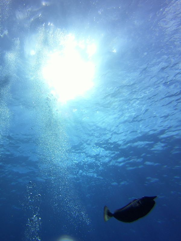 グアム「20200129 Guam🇬🇺」の写真