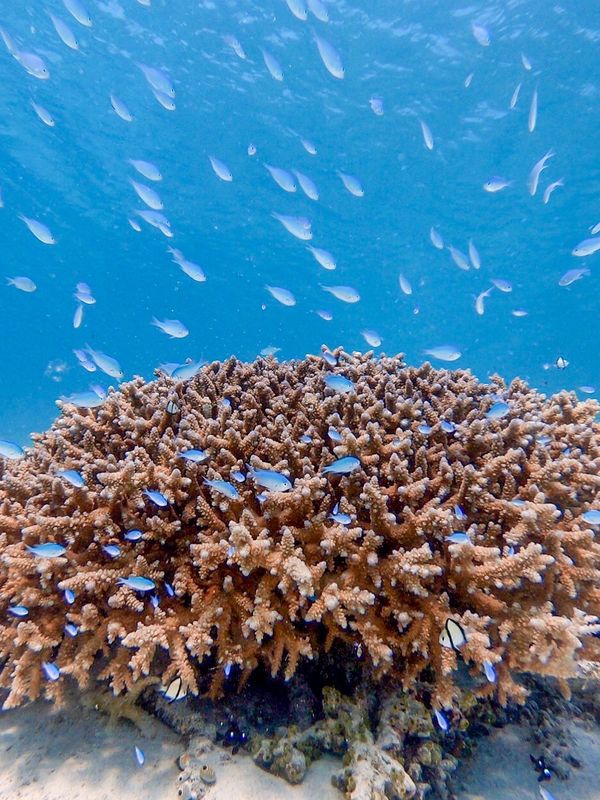 日本・沖縄「201909 🇯🇵Kerama」の写真