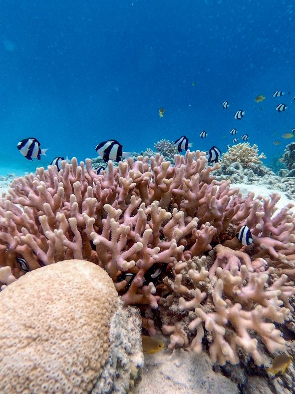 日本・沖縄「201909 🇯🇵Kerama」の写真