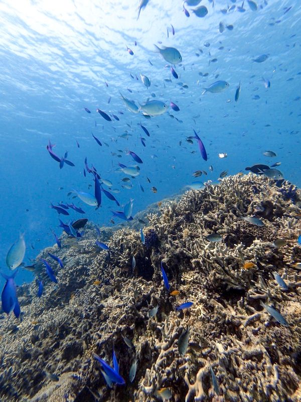 日本・沖縄「201909 🇯🇵Kerama」の写真