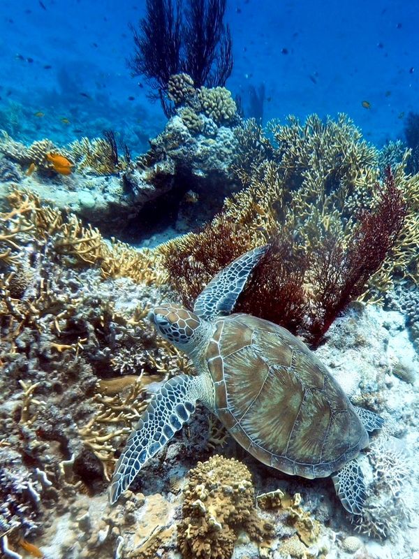 日本・沖縄「201909 🇯🇵Kerama」の写真