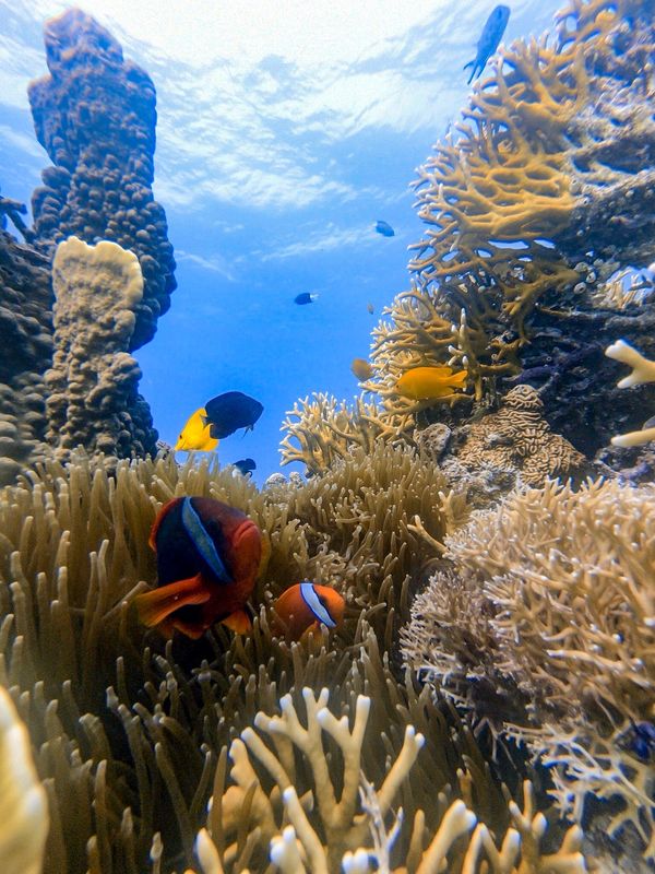 日本・沖縄「201909 🇯🇵Kerama」の写真