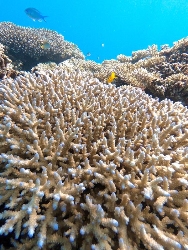 日本・沖縄「201909 🇯🇵Kerama」の写真
