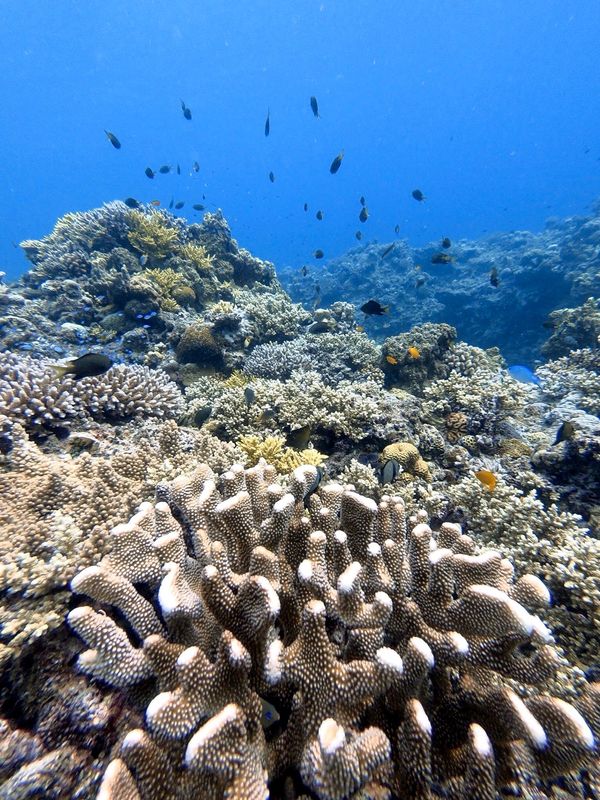 日本・沖縄「201909 🇯🇵Kerama」の写真