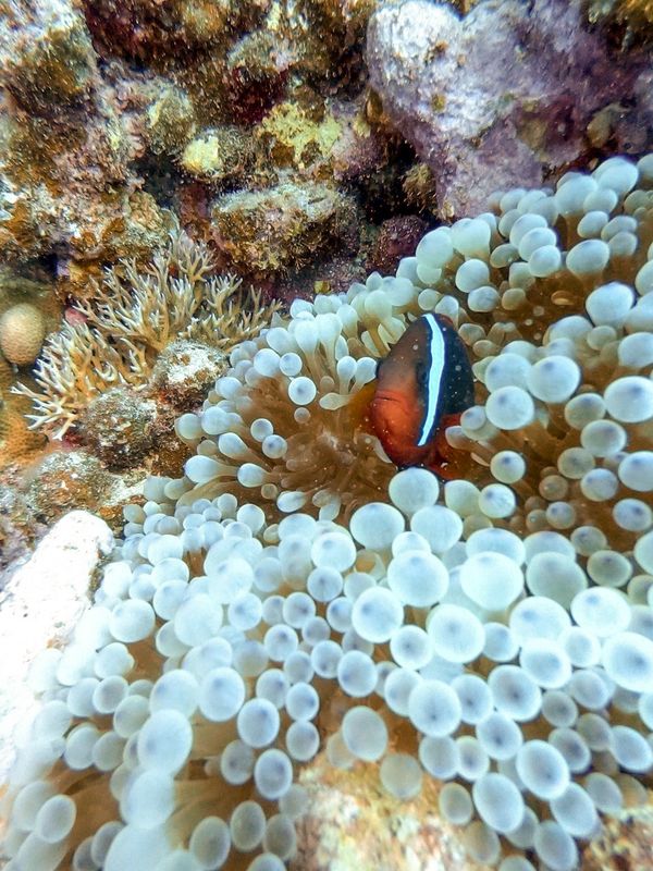 日本・沖縄「201909 🇯🇵Kerama」の写真