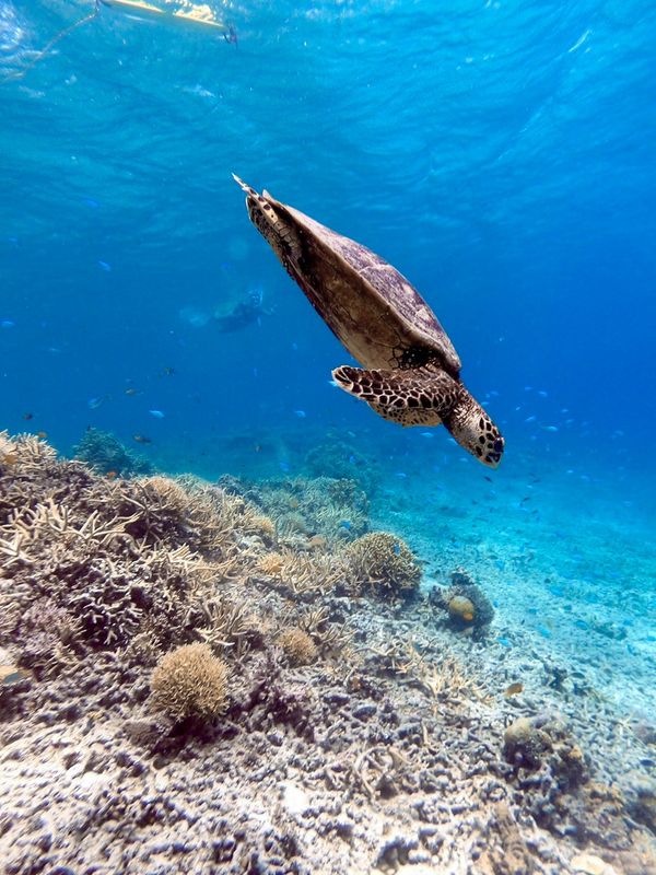 日本・沖縄「201909 🇯🇵Kerama」の写真