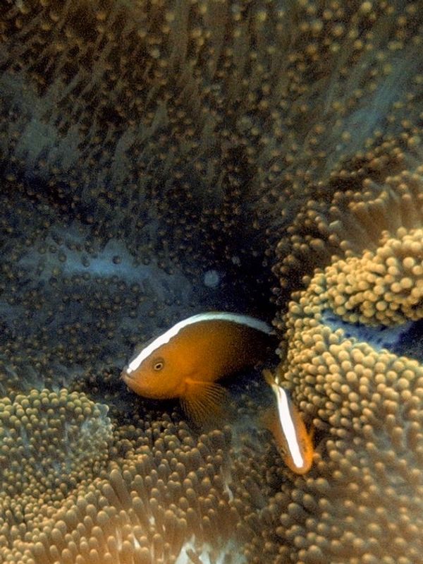 日本・沖縄「201909 🇯🇵Kerama」の写真