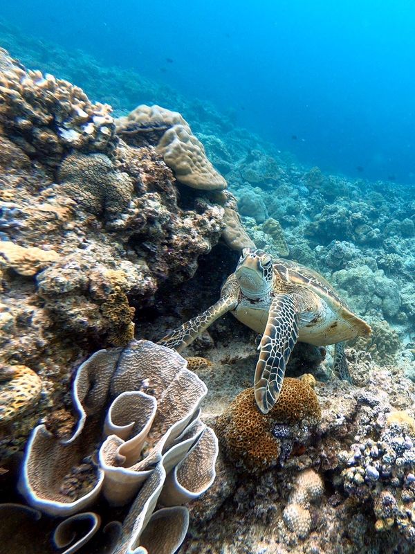 日本・沖縄「201909 🇯🇵Kerama」の写真