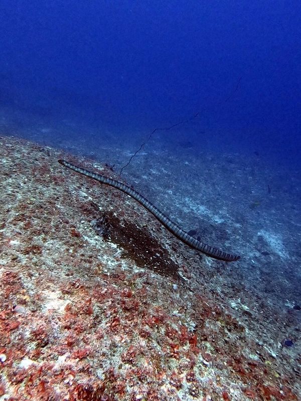 日本・宮古島「201908 🇯🇵Miyako」の写真