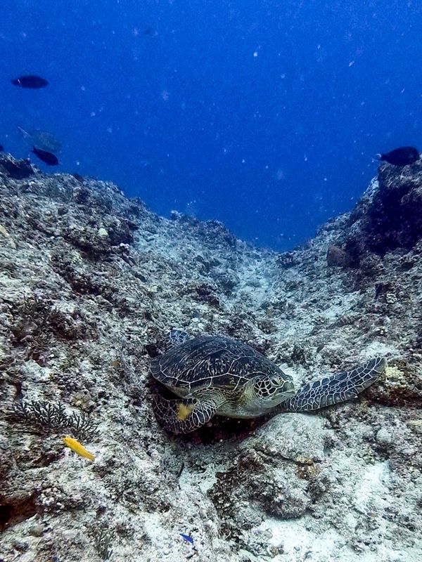 日本・宮古島「201908 🇯🇵Miyako」の写真