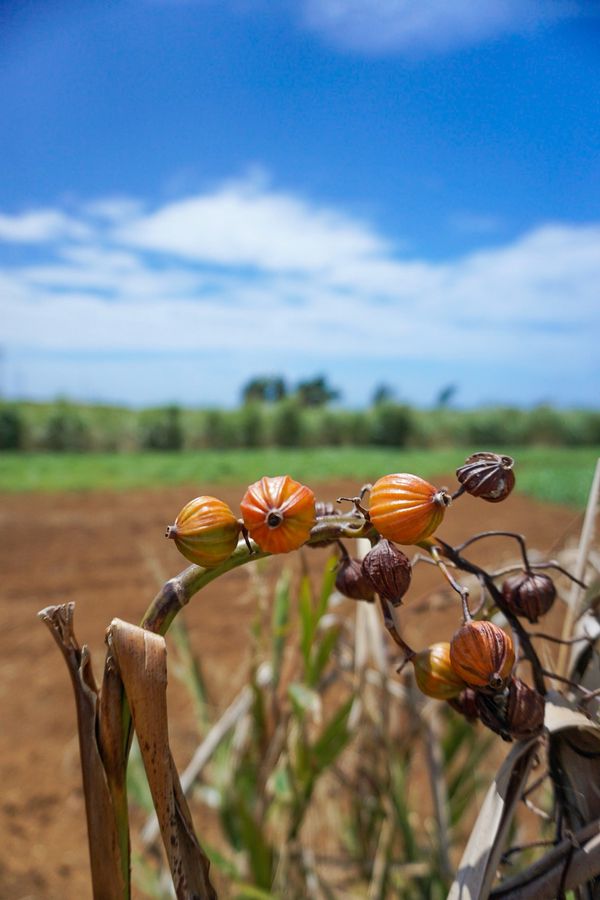 日本・宮古島「201908 🇯🇵Miyako」の写真