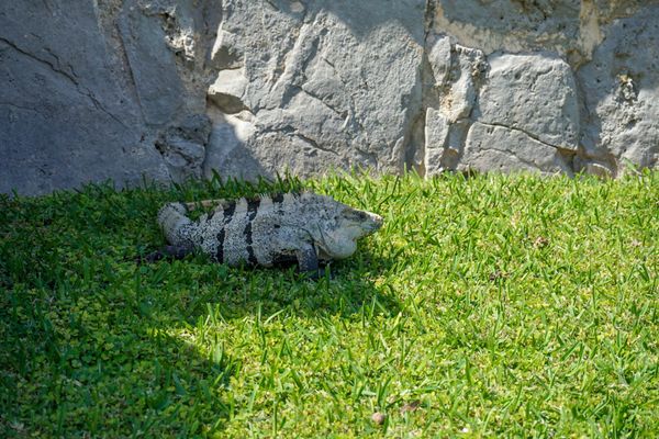 メキシコ・Cozumel「201902 🇲🇽Mexico」の写真