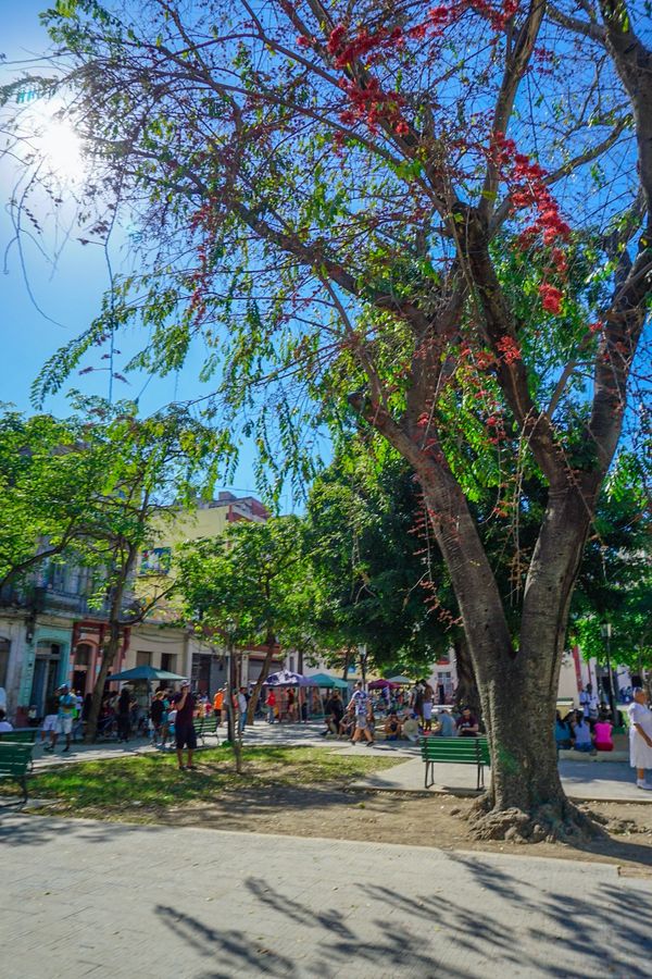 キューバ・Havana「201902 🇨🇺Cuba」の写真