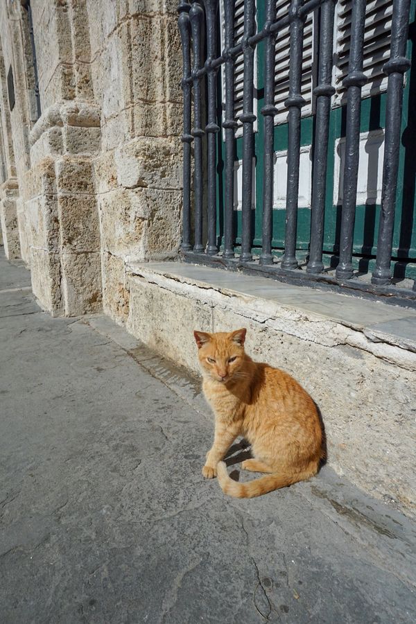 キューバ・Havana「201902 🇨🇺Cuba」の写真