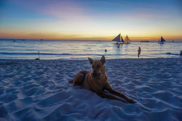 フィリピン・ボラカイ島「201903 🇵🇭Philippine」の写真
