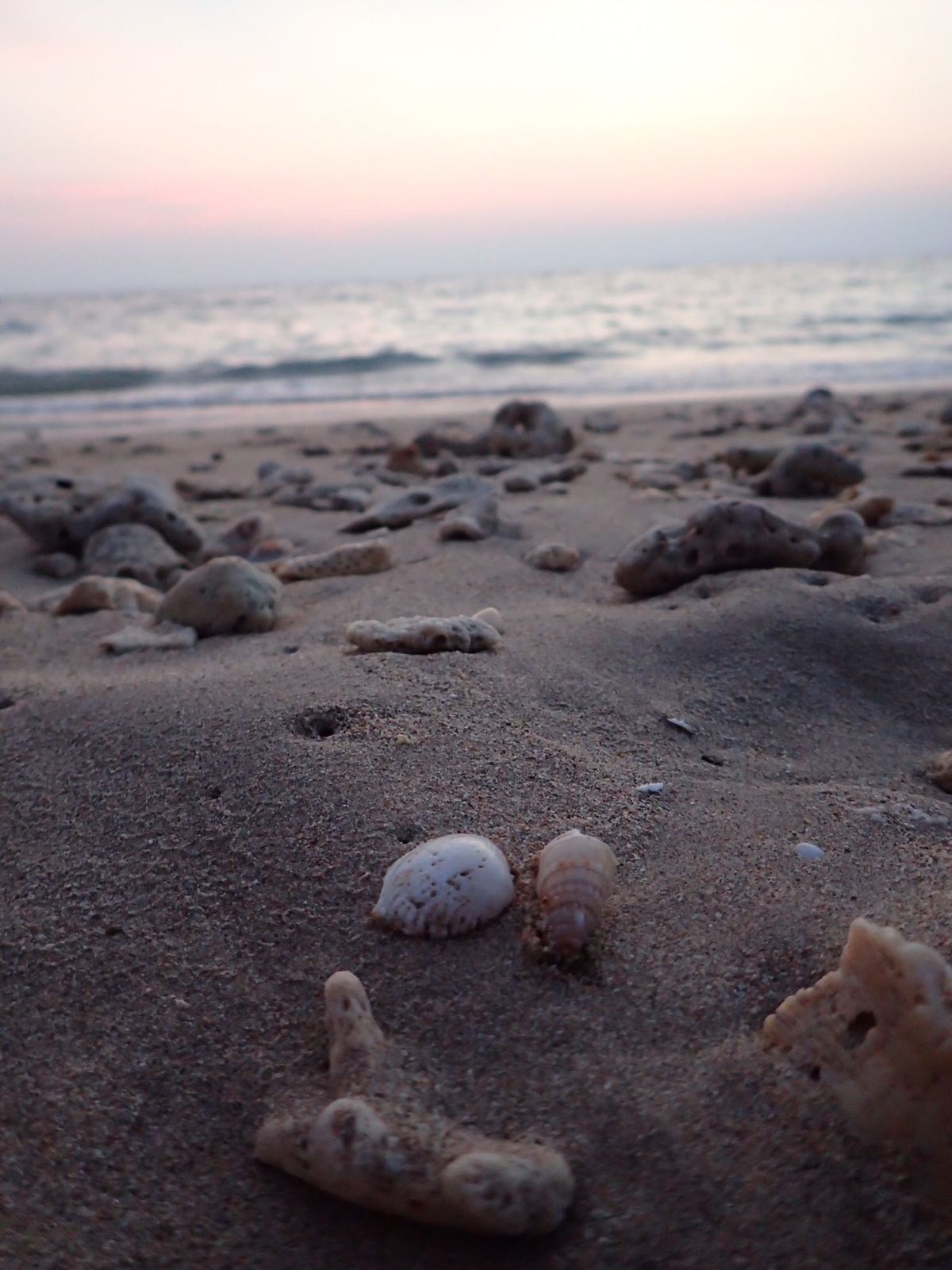 毎日ビーチでフリスビー
ソムタムとカオニャオ