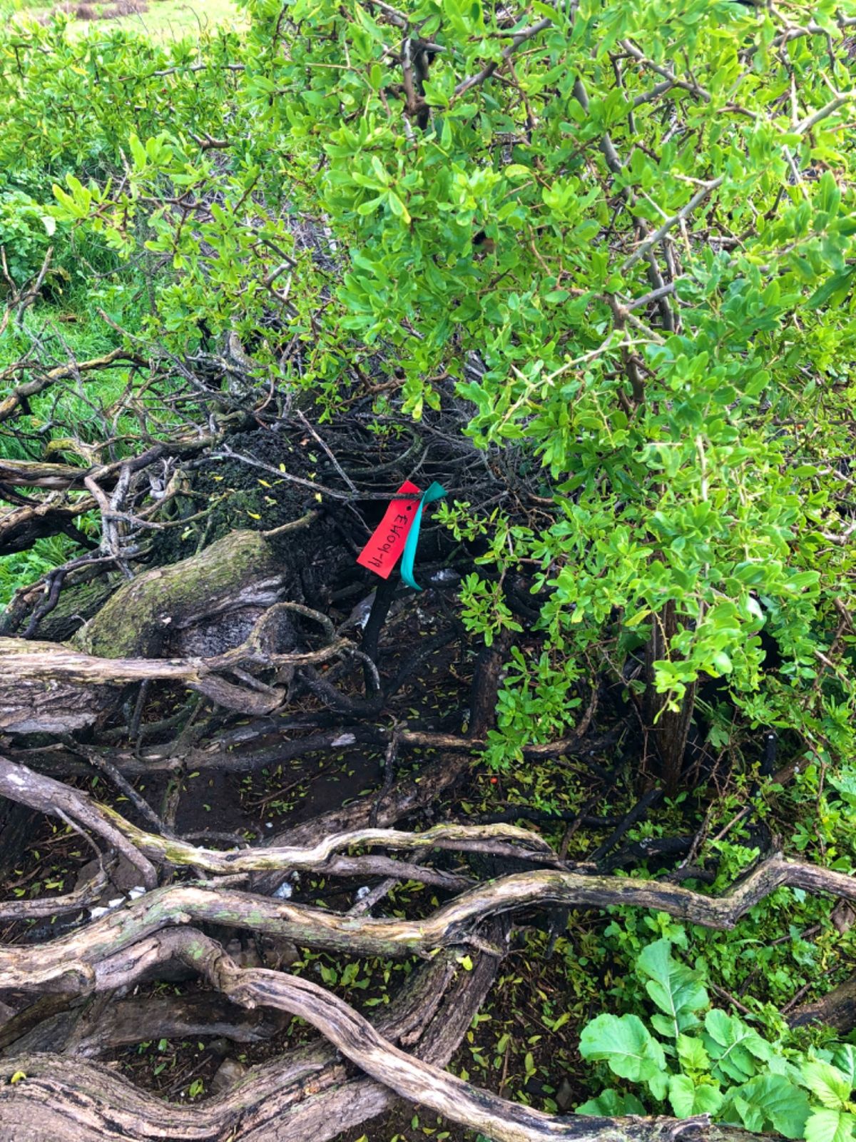 ペンギン達の巣の上の目印のタグは

赤はここに使われてるペンギンの巣がある...