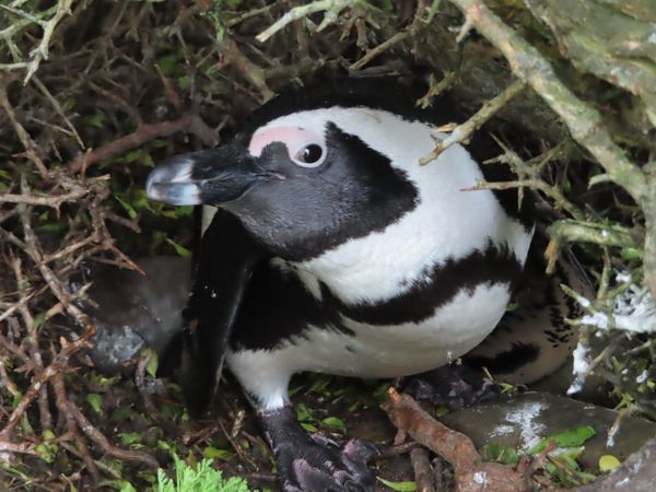 南アフリカ・ケープタウン「ペンギン調査に参加！」の写真：卵を温めてるペンギンちゃんと
まだ歩けな...