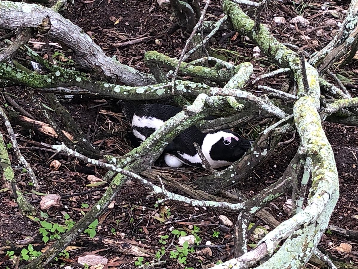 卵を温めてるペンギンちゃんと
まだ歩けないP1のペンギン赤ちゃんを守ってる...