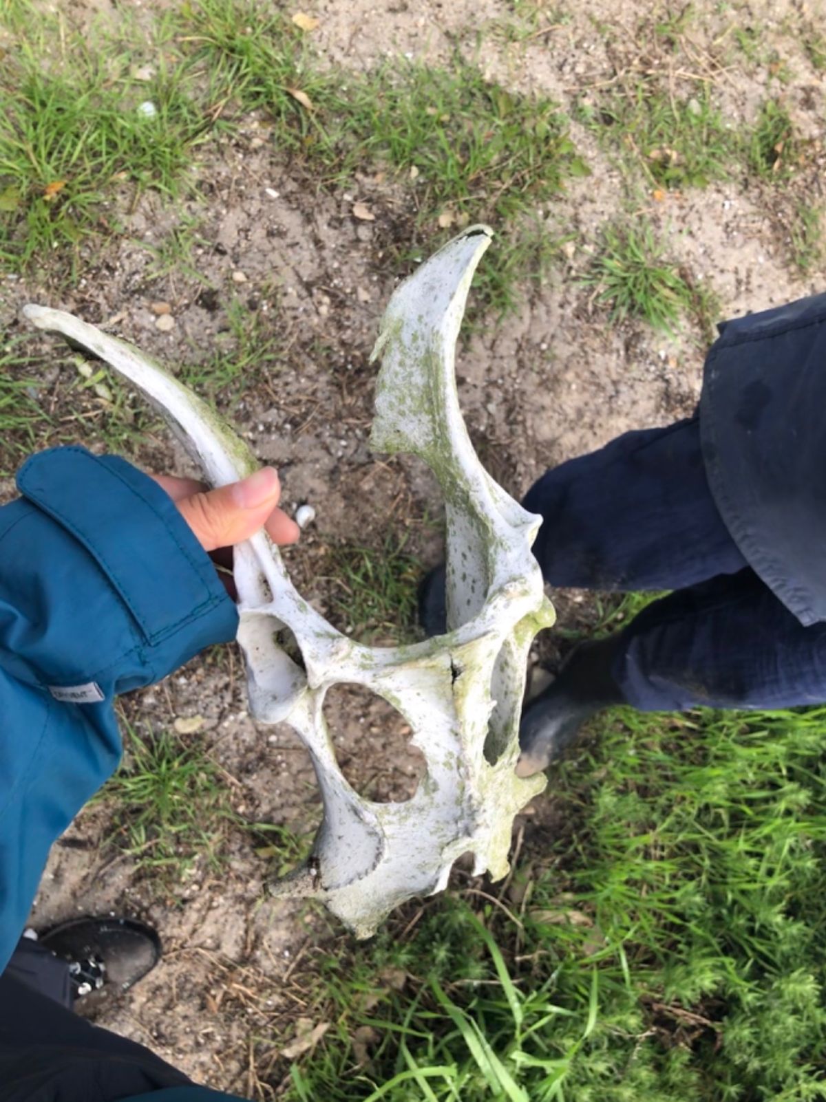 ペンギン調査をしていると
島の色々な野生動物の骨と遭遇することも

1枚目...