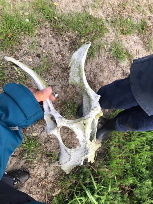 南アフリカ・ケープタウン「ペンギン調査に参加！」の写真：ペンギン調査をしていると
島の色々な野生...