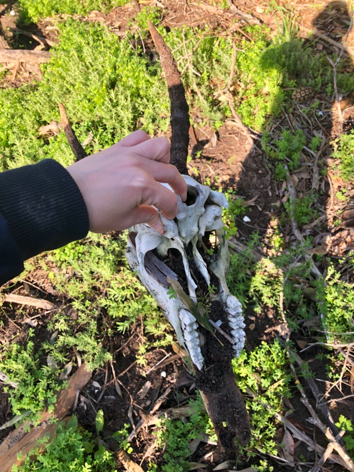 ペンギン調査をしていると
島の色々な野生動物の骨と遭遇することも

1枚目...