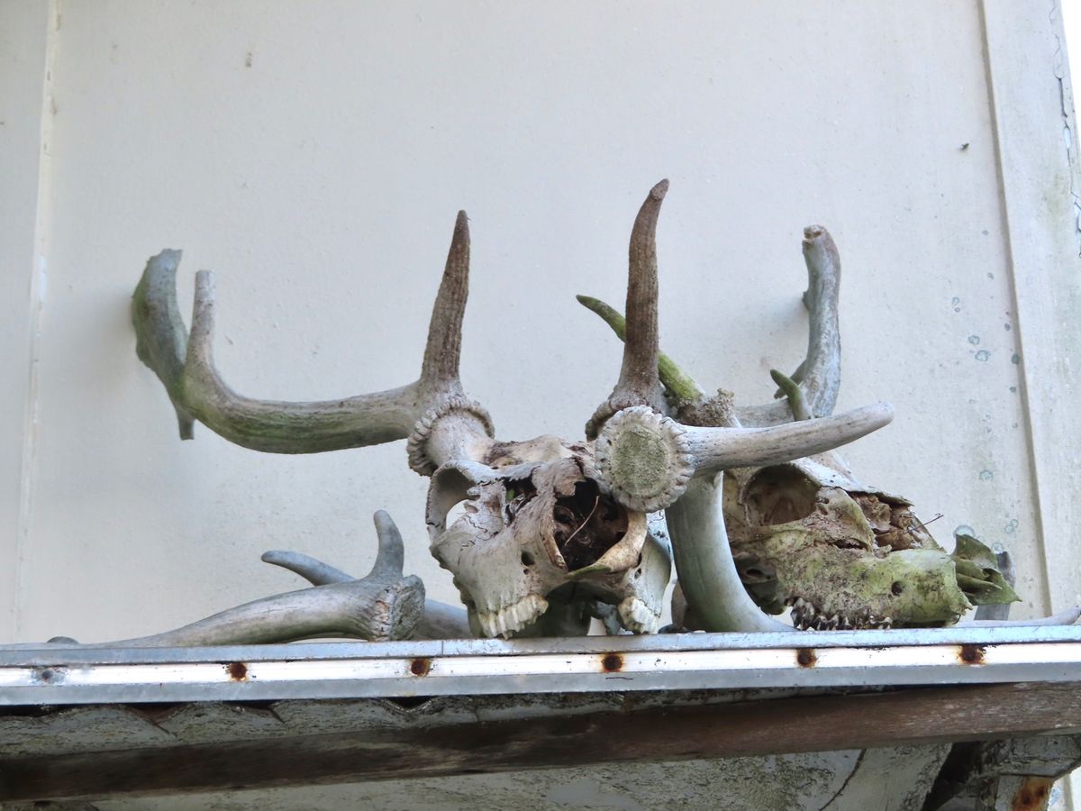 ペンギン調査をしていると
島の色々な野生動物の骨と遭遇することも

1枚目...