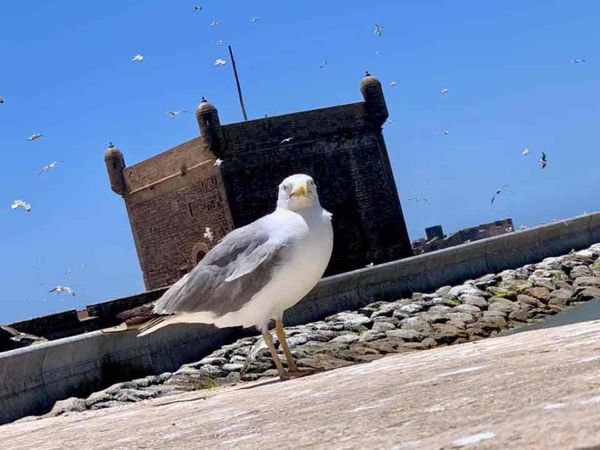 モロッコ・エッサウィラ「フォトジェニックな街🇲🇦エッサウィラ」の写真