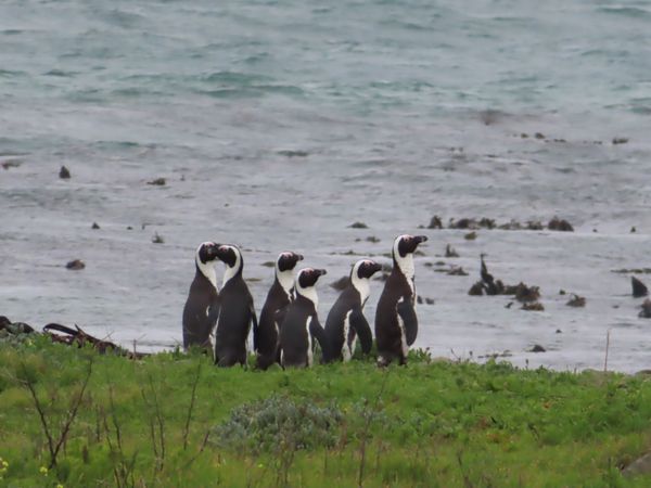 南アフリカ・ケープタウン「ペンギン調査に参加！」の写真：この日は一般人も入れるエリアの海岸沿いを...
