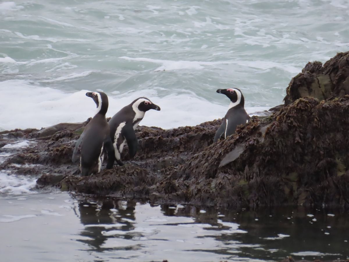 この日は一般人も入れるエリアの海岸沿いをmoult count

漁に向か...