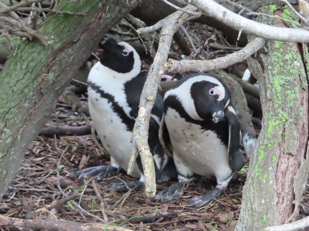 この日は一般人も入れるエリアの海岸沿いをmoult count

漁に向か...