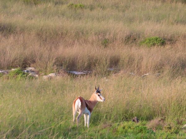南アフリカ・ケープタウン「ペンギン調査に参加！」の写真：夕方はGameCountをすることが多か...