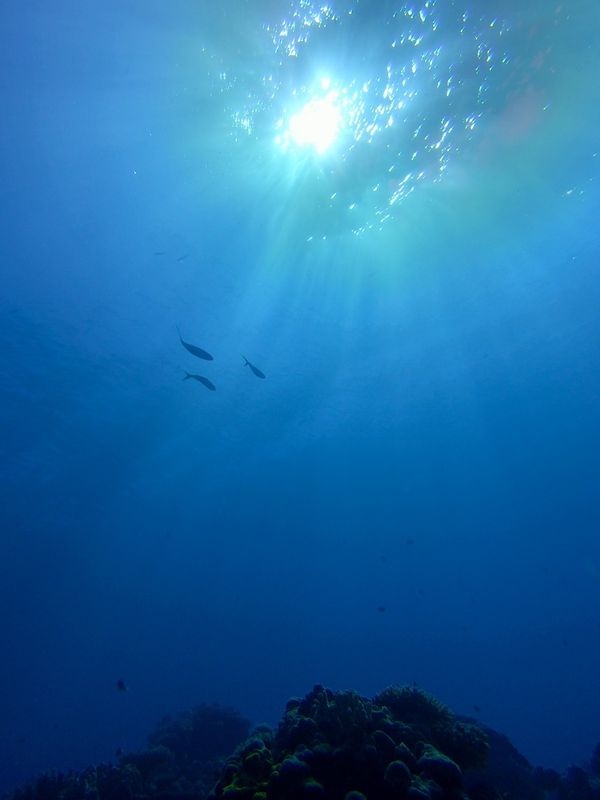 パラオ・コロール「20200131 Palau🇵🇼」の写真