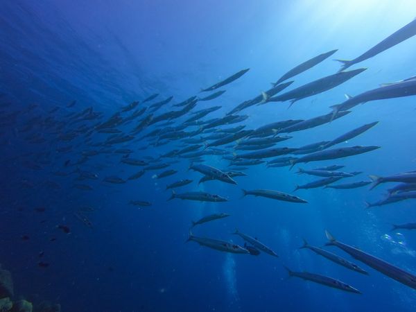 パラオ・コロール「20200131 Palau🇵🇼」の写真